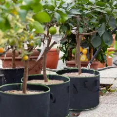 Garnen 5 Packs 10 Gallon Garden Potato Grow Bags, Fabric Grow Bags for Outdoor and Indoor Planters - Black