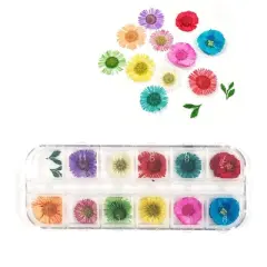 Wrapables Real Dry Flowers Nail Art 3d Flower Nail Decals Nail Manicure with Plastic Case (Set of 12), Daisies