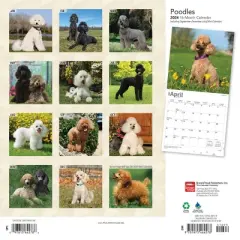 Browntrout 2024 Wall Calendar 12"x12" Poodles