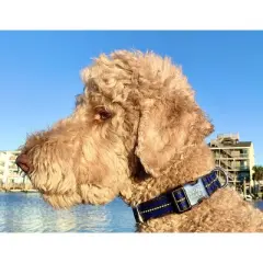 Black Rhino The Hybrid Striped Dog Collar - Blue - Large