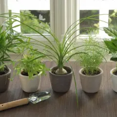 National Plant Network Live Indoor 6" Ponytail Palm Plant