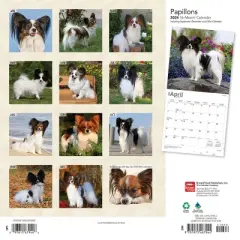Browntrout 2024 Wall Calendar 12"x12" Papillons