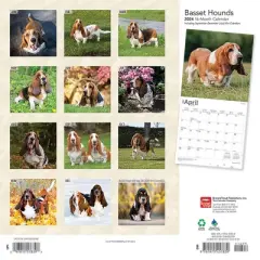 Browntrout 2024 Wall Calendar 12"x12" Basset Hounds