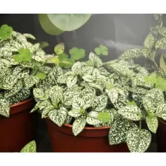 MiracleLED ETL Certified LED Plant Grow Light Clamp Fixture with Reflector, 6-Feet