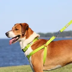 Pawtitas Step-In Dog Harness Reflective Vest for Training & Walking, Puppy