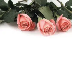 Great Papers! Pink Rose Petals Letterhead Multicolor 80/Pack (2013192)