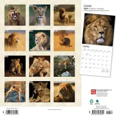 Browntrout 2024 Wall Calendar 12"x12" Lions
