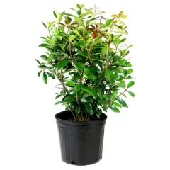 Cleyera Japonica 1pc - National Plant Network U.S.D.A Hardiness Zone 7-9  - 2.5 Quart