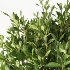 2.25gal Frostproof Gardenia Plant White Blooms - National Plant Network