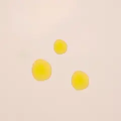 Blossom Essentials Hydration Oil