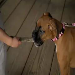 Country Brook Petz Pink Sharks Dog Leash (6 Foot, 1/2 Inch Wide)