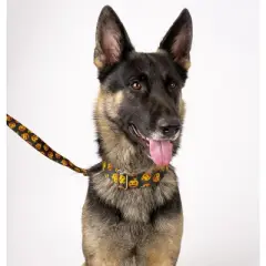 Country Brook Petz Happy Jack Martingale Dog Collar and Leash