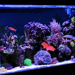 Unique Bargains Aquarium Glowing Simulation Animal Decor Artificial Golden Fish Ornament with Suction Cup Red 1 Pcs