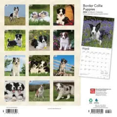 Browntrout 2024 Wall Calendar 12"x12" Border Collie Puppies