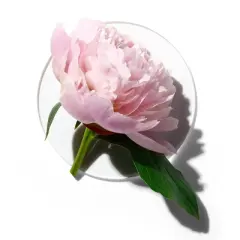 Clinique My&nbsp;Happy&nbsp;Peony Picnic Perfume Spray - 0.5 fl oz - Ulta Beauty