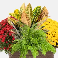 12" Fall Combo Planter - Good Little Garden&trade;