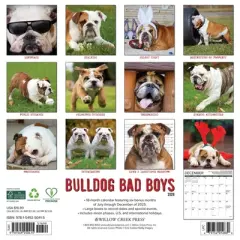 Willow Creek Press 2026 Bulldog Bad Boys Wall Calendar
