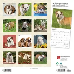 Browntrout 2024 Wall Calendar 12"x12" Bulldog Puppies