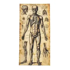 ATC Human Anatomy Door Curtain Halloween Decoration - Off-White