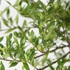 2.25gal Radicans Gardenia Plant White Blooms - National Plant Network