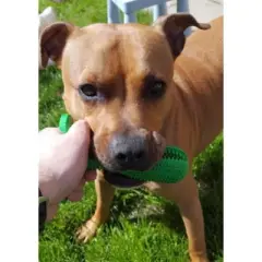 Furry Fido Dog Toothbrush Chew Toy