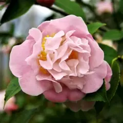2.5qt High Fragrance Camellia Japonica Plant with Pink Blooms - National Plant Network