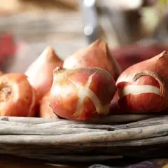 Van Zyverden Set of 15 Bulbs Tulips Rodeo Blend