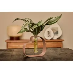 LiveTrends Protozoa Live Houseplant
