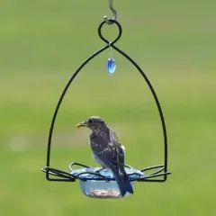 Birds Choice Bluebird Flower Bird Feeder Small - Blue: Weather-Resistant, No Assembly, Mealworm Feeder