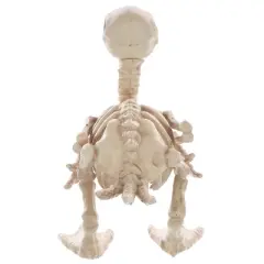 Seasons USA Duck Skeleton Prop Halloween Decoration -  - Off-White