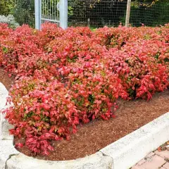 National Plant Network Outdoor Live Fire Power Nandina Plant - 1ct 1gal