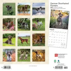 Browntrout 2024 Wall Calendar 12"x12" German Shorthaired Pointers