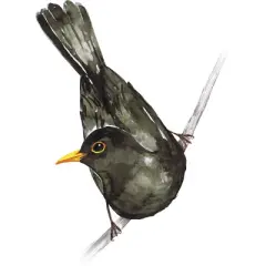 Junior's Design By Humans Blackbird watercolor By Bwiselizzy T-Shirt