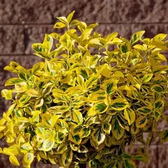 National Plant Network Live Outdoor Golden Euonymus Plant - 1ct 1gal