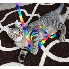 Cat Dancer Rainbow Cat Charmer, 2 Pack