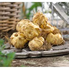 Van Zyverden 8ct Bulbs Lilies Black List