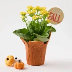 Live Pumpkin Spice Kalanchoe Plant - Good Little Garden&trade;