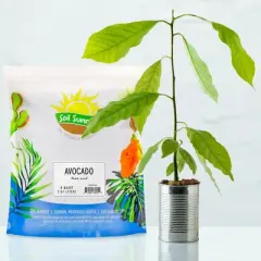 Soil Sunrise Avocado Tree Potting Soil Mix, Germinate, Grow, Repot