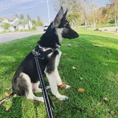 Joyride Harness Black 2-in-1 Dual Handle Reflective Leash with Seat Belt Buckle Combo