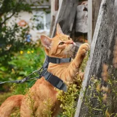 Unique Bargains Escape Proof Lightweight Cat Harness and Leash Set for Large and Small Cat Travel Walking Gray