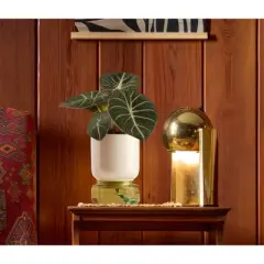 LiveTrends Untapped Live Houseplant