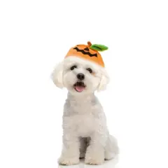 Unique Bargains Halloween Expression Pumpkin Pet Headwear Orange Green 1 Pc
