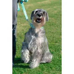 Country Brook Petz Green Paisley Martingale Collar and Leash