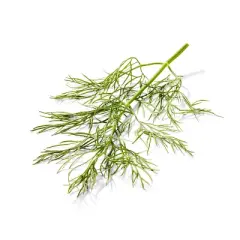 Organic Dill - 0.5oz - Good & Gather&trade;