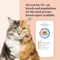 Wisdom Panel Complete: Cat DNA Test Kit for 45 Genetic Health Conditions, 70+ Breeds & Populations, 25+ Traits, Blood Type - Pack of 1
