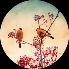 Junior's Design By Humans Bullfinch eat rowan By AnnArtshock T-Shirt