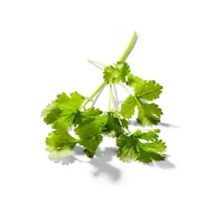 Organic Cilantro - 0.5oz - Good & Gather&trade;