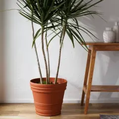 Bloem Rolled Rim Indoor Outdoor Planter Pot 21.5"x19.5"