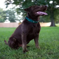 Country Brook Petz Durable Nylon Martingale with Deluxe Buckle - Made in the USA