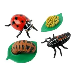 Insect Lore Ladybug Life Cycle Stages